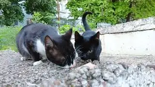 Мамин шустрик #котенок #cat #котята #cute #animals #catlover #помощьживотным