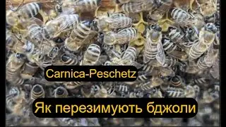 Як перезимують бджоли - carnica Peschetz