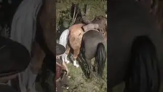 Is This The Rarest Horse In RDR2? 😂