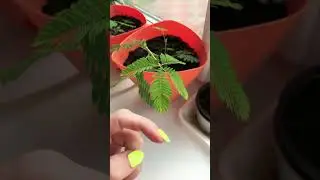 Интересное растение 🌱