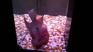 VID-20110322-00002