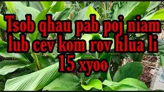 Coj nej lo Saib tsob qhau pab poj niam lub cev kom rov zoo li 15 xyoo