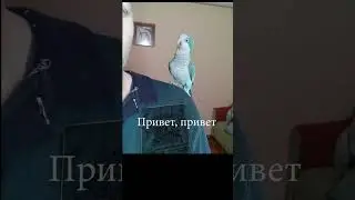 Попугай квакер говорит привет
