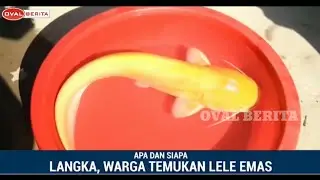 VIRAL, IKAN LELE EMAS DITEMUKAN PEMANCING