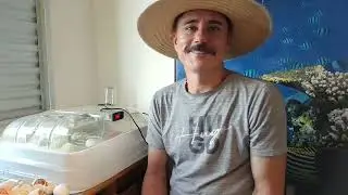Está nascendo.  Uhuuu Legorne a vista