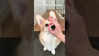 Dog allergies 🐕‍🦺