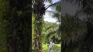 Duet panen sawit bersama kameramen 