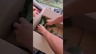 Отправка саженцев ежевики и малины