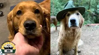 Why Golden Retrievers Are Such A Unique Breed | The Asher House