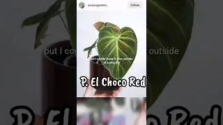 Philodendron No Buy List 🚫 Part 3 