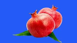 Zoom Pomegranate green screen/animation Pomegranate on green screen
