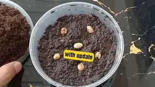 Cherry Blossom Seeds