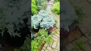 Питомник « Хвойнозависимые» - в телеграмм продажа