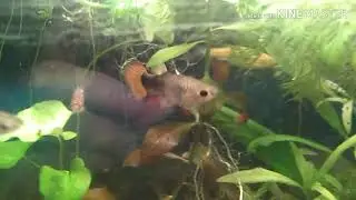 Новый дом петушку