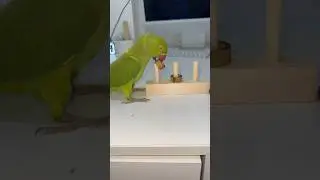 ❌ТЫ НЕ ЗАХОЧЕШЬ ЗАВОДИТЬ ПОПУГАЯ ПОСЛЕ ЭТОГО ВИДЕО😱 2 часть в профиле