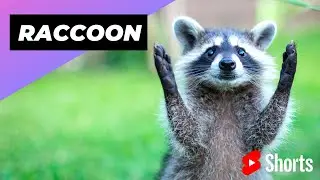 Raccoon 🦝 One Alternative Animal To Have As A Pet 
