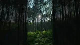 Selamat pagi para pendaki alam yang asri udara sejuk terasa sampai ke sini#shorts #fy #hiking #fyp