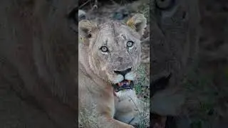 That look… #shentonsafaris #getclose #lion #lioness #lioncouple #lionking #wildlifeofafrica #shorts