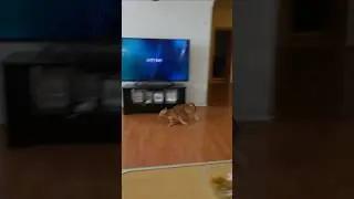 ❤️Кот Артём❤️