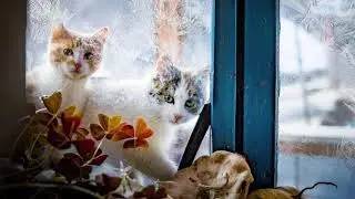 4 Февраля Апостол Тимофей Народный календарь