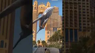 top animation 