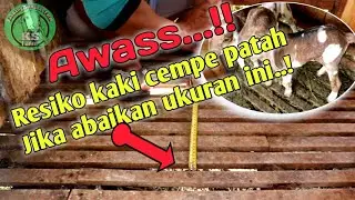 Ukuran celah lantai yang tepat ||Pada saat pembikinan kandang || Ternak kambing pemula