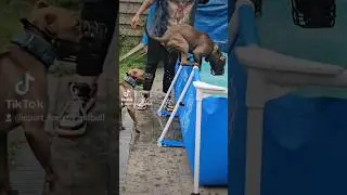 les bébés de Sasha #dogs #chien #summer #swimmin