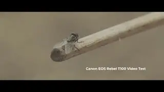 Rebel T100 / 4000D - Cinematic Video Test