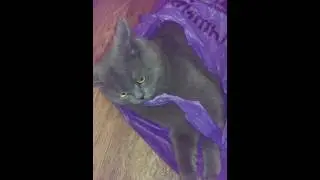 почему коты так любят пакеты