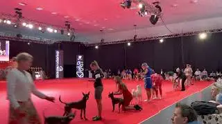 BEST IN SHOW, 5 Group, NITRA, 11.06.2022
