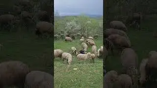 Мурад легенда, Рамазан