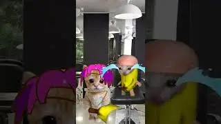 Bald Banana cat & Apple cat #shortvideo  #shortsfeed  #shorts
