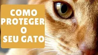 Como Proteger Seu Gato Das Mentiras Que a Indústria de Ração e Petshop Contam Para Você