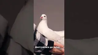 Скоро премьера клипа Достучаться до небес