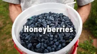 How do you eat Honeyberries?
