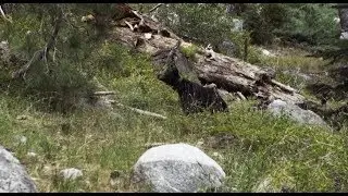 ELEMENTS: Sequioa Vibes (CRAZY BEAR SIGHTING)