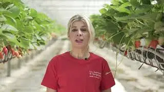 Métier : agent serriste fraises