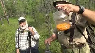 Морошка на Удоре, 2024г