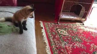 Лис Диего учится прыгать