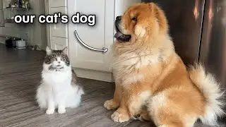 What happens when a Chow Chow puppy grows up with a Cat