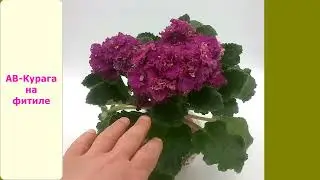 Цветение фиалки АВ-Курага на фитиле