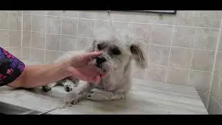 Behind The Scenes; Mixed breed, multi short video, #5 & #3 3/4 blades, made lines in fur