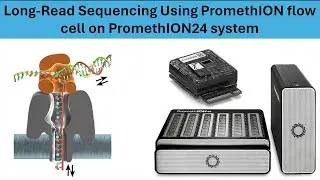 Introduction to PromethION24 and how to use it for RNA cDNA-PCR sequencing