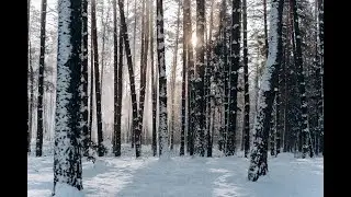 Crunchy Snow Sounds ASMR Winter Walk in Snowy Forest Trees Crunchy snow sounds ASMR