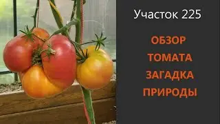 Томат Загадка природы. Обыкновенное чудо!