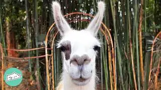 Mama Llama Thinks Alpacas Are Her Babies And Guards The Farm | Cuddle Buddies