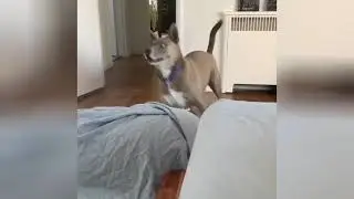 Owner couldn't outsmart her dog