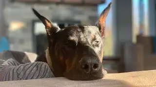 Navigating Pet Loss Grief: Honoring My Beloved Doberman's Memory