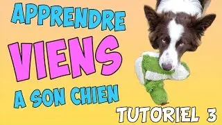 COMMENT faire VENIR son CHIEN
