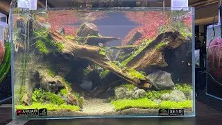 🔴 [LIVE] AQUAIR SCAPING FESTIVAL 2021 - Rising Star Class